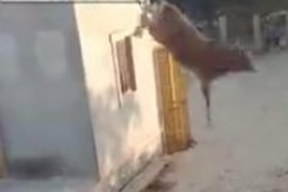 KRAVA NA KROVU: Neverovatan skok životinje sa krova kuće