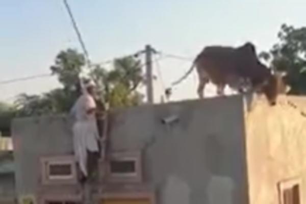DA LI JE OVO NEKI ZNAK OD BOGA? Ceo svet je video snimak ove krave, NIKO NE VERUJE ŠTA SE DESILO! (VIDEO)
