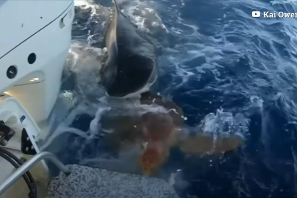 JEZIVA SCENA NA BAHAMIMA! Ajkula je počela da je ubija, a onda su se pojavili ONI I USPELI NEMOGUĆE! (UZMEMIRUJUĆE)