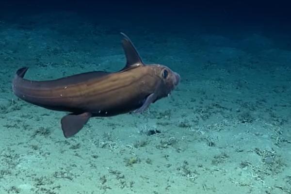 KAMERA JE SNIMALA OLUPINU TANKERA: Uhvatila je ajkulu, NEVEROVATNO JE ŠTA SE DESILO tamo dole (VIDEO)