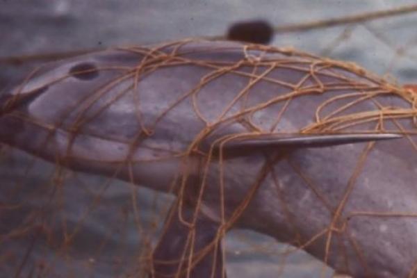 GRAM BEŠIKE OVE RIBE KOŠTA BOGA OCA, A KAŽU DA LEČI SVE: Mafija je ilegalno lovi, a smatra se i se*s drogom! VIDEO