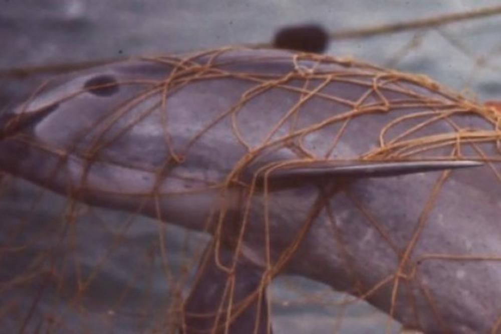 GRAM BEŠIKE OVE RIBE KOŠTA BOGA OCA, A KAŽU DA LEČI SVE: Mafija je ilegalno lovi, a smatra se i se*s drogom! VIDEO