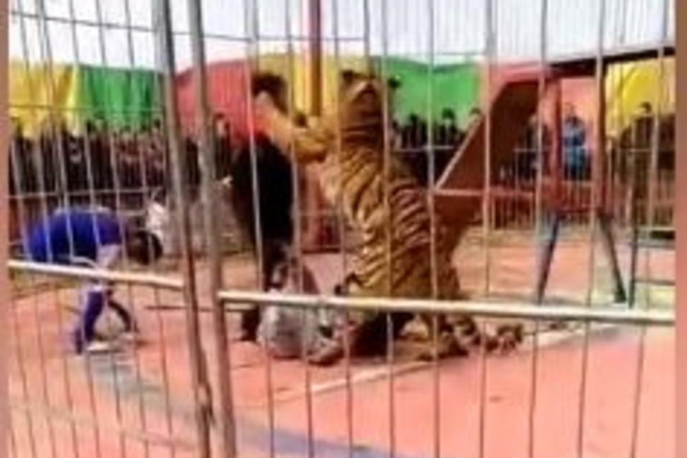 UŽAS U CIRKUSU: Ne možete da zamislite kako je tigar napao svog trenera! (VIDEO)