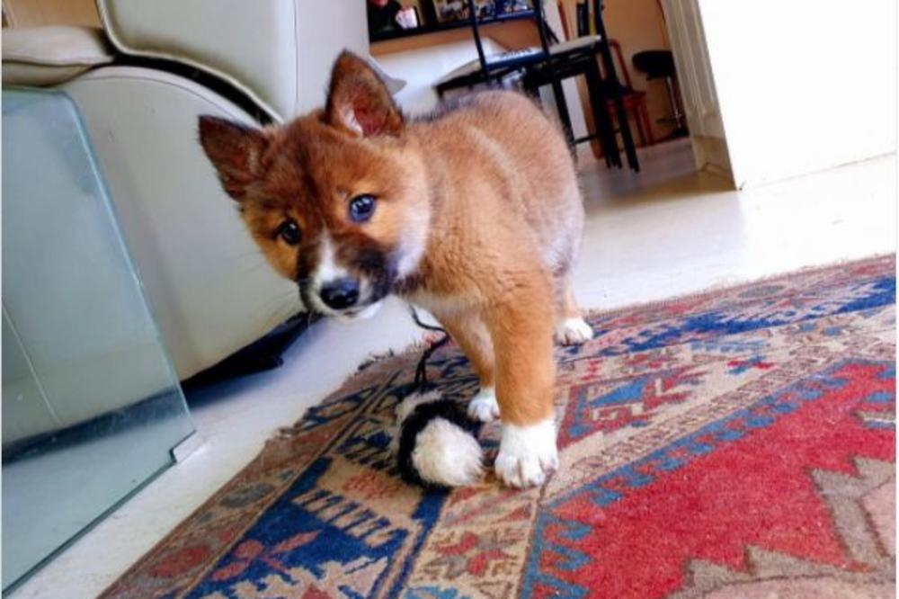 OVAJ MLADUNAC JE ISPAO ORLU IZ KANDŽI: Nikada nećete pogoditi koja je ovo ŽIVOTINJA! (FOTO)