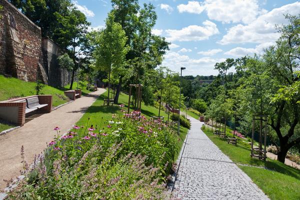 ZASADI DRVO: Ozelenićemo 5 vojvođanskih opština! Proverite je li i vaša na spisku!