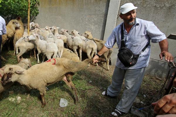 DRŽAVE ČLANICE EU MOGU DA OŠAMUTE ŽIVOTINJE PRE KLANJA: Evropski sud zasedao o veoma čudnoj stvari!