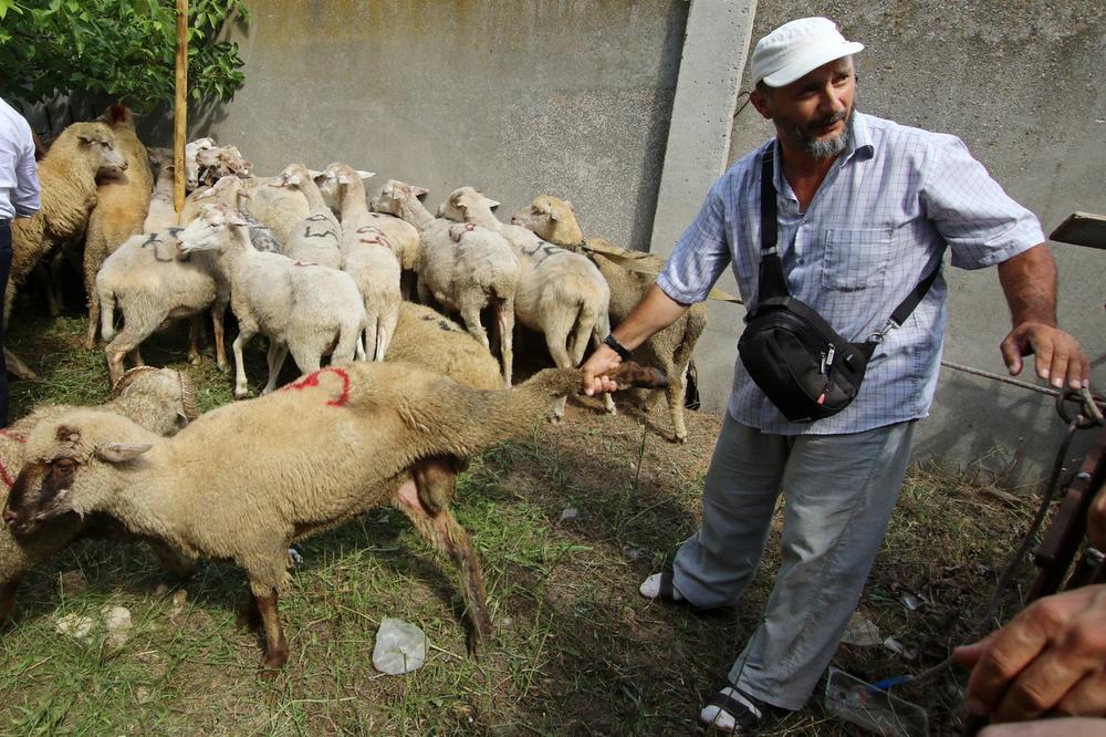 DRŽAVE ČLANICE EU MOGU DA OŠAMUTE ŽIVOTINJE PRE KLANJA: Evropski sud zasedao o veoma čudnoj stvari!