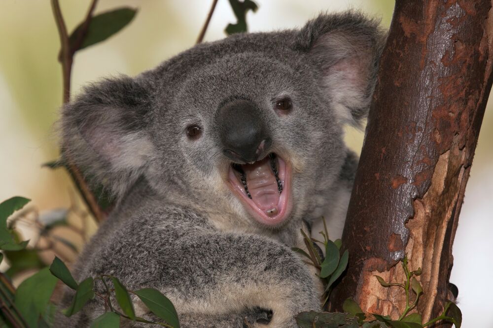 Koala