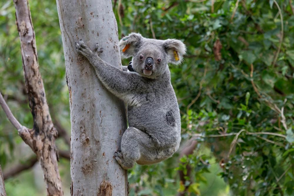 KOALE ZVANIČNO UGROŽENA VRSTA! Dramatičan pad njihovog broja zahvatio istočne obale Australije