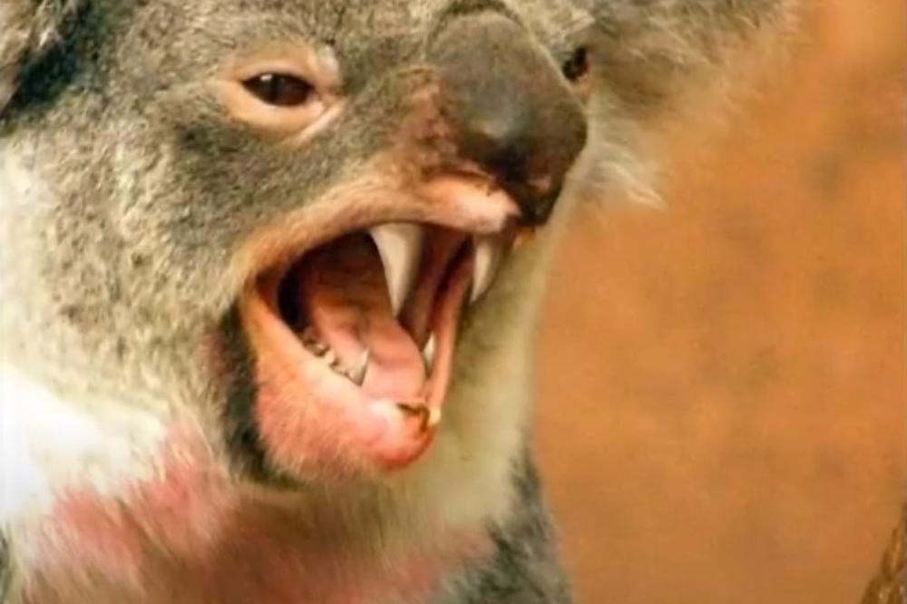 Koala izazvala lančani sudar na jugu Australije: Poznato i u kakvom se stanju nalazi!