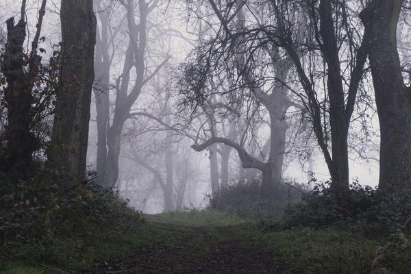 MALENU LUIZU (12) UBILA DECA U ŠUMI? Sve više dokaza da se radi o DVE DEVOJČICE, slučaj obavijen velom MISTERIJE