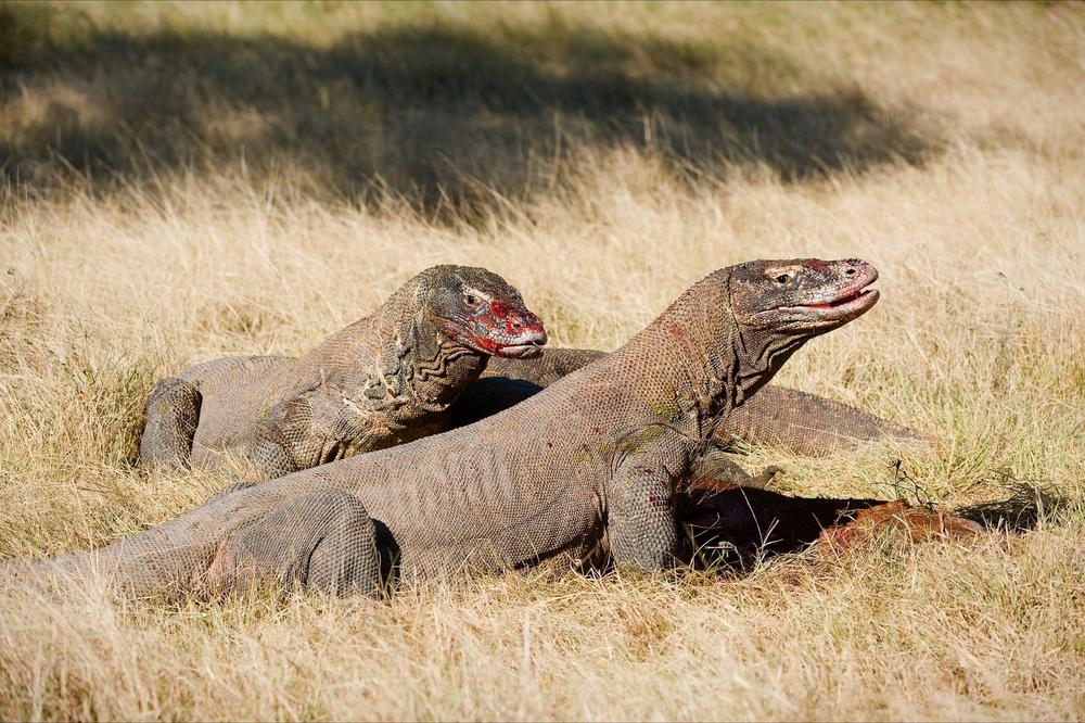KOMODO ZMAJEVI NAPALI RADNIKA U NACIONALNOM PARKU: Otkidali su mu meso sa tela!