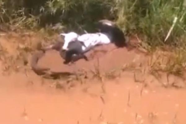 DŽINOVSKI REPTIL JE NAPAO KRAVU U BLATU, SLOMIO JOJ JE SVE KOSTI: Užasni prizori snimljeni kamerom! (VIDEO)