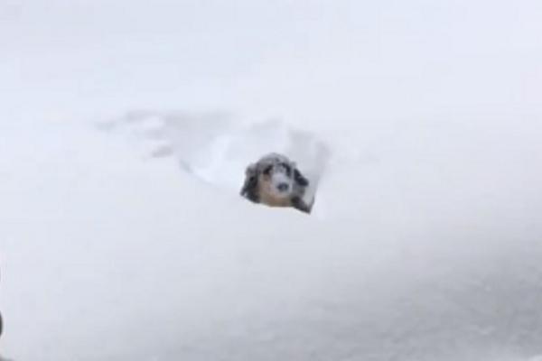 A BUBICA: Pas slučajno upao u dubok sneg, samo mu okice virile iz iz njega! (VIDEO)