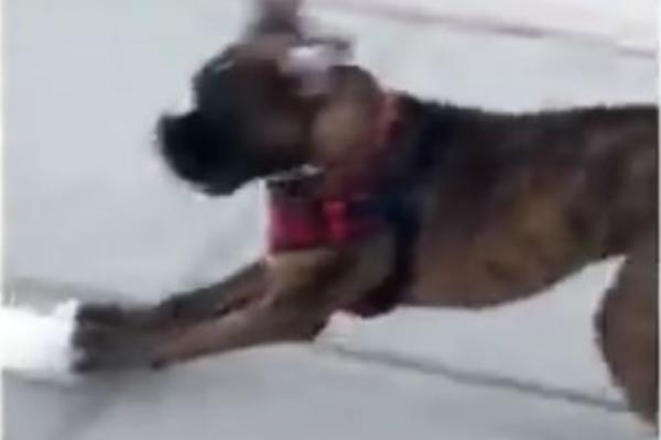 NA OLIMPIJSKE IGRE DA GA POŠALJU: Hit, samo pogledajte ovu kucu klizača!