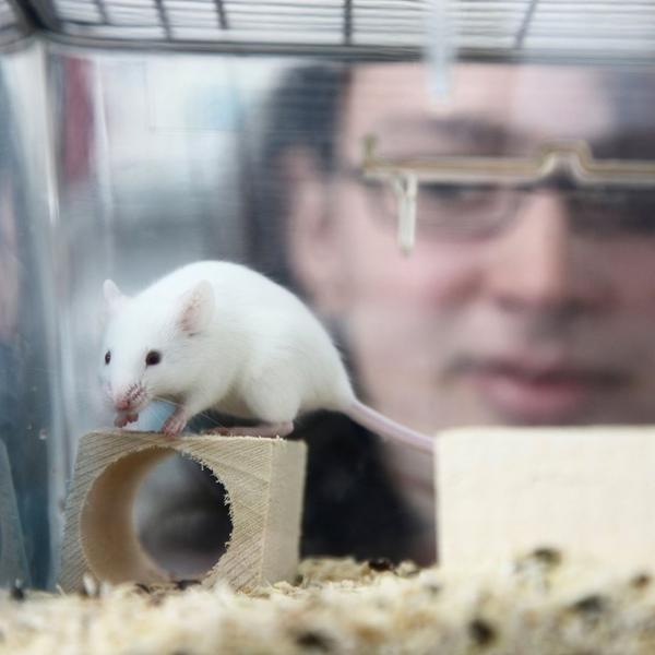 DA LI JE NOVI SOJ VIRUSA NASTAO KAD JE MIŠ UJEO NAUČNIKA U LABORATORIJI? Profesor Balu je ODGOVORIO na ovo pitanje!