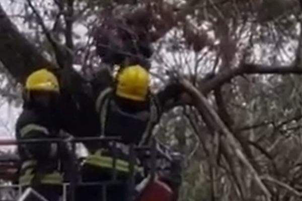 NESVAKIDAŠNJA AKCIJA U NOVOM SADU! Dečak se popeo na drvo, pa ga UHVATILA VELIKA PANIKA, sve dok nisu došli ONI!