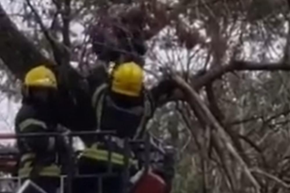 NESVAKIDAŠNJA AKCIJA U NOVOM SADU! Dečak se popeo na drvo, pa ga UHVATILA VELIKA PANIKA, sve dok nisu došli ONI!