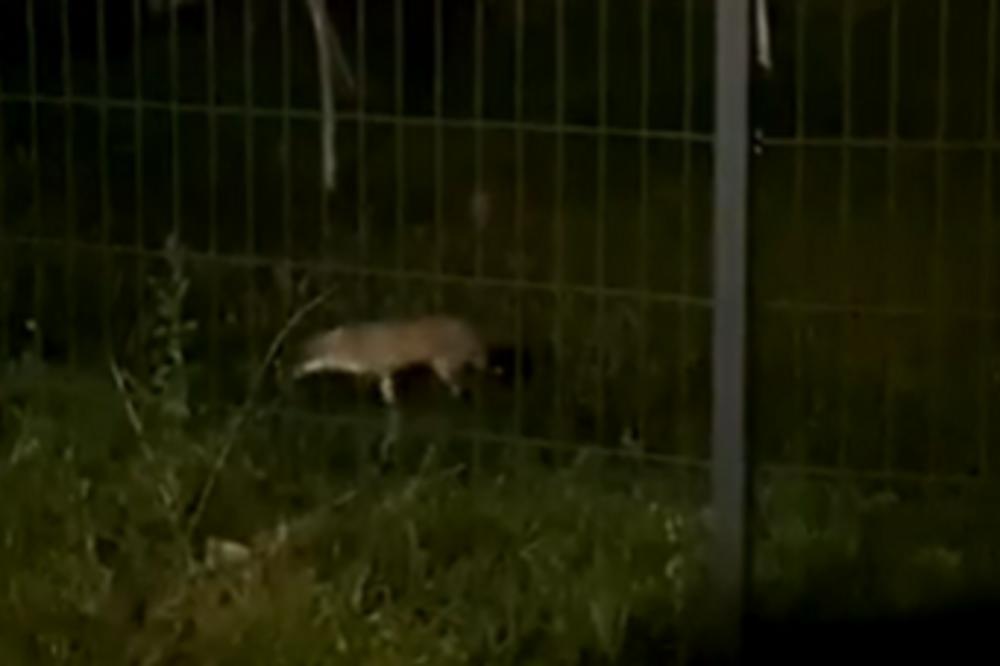 OPASNA DIVLJA ŽIVOTINJA SNIMLJENA ISPRED SRPSKOG ŠOPING CENTRA: Samo se prišunjala, a tu su STOTINE LJUDI (VIDEO)