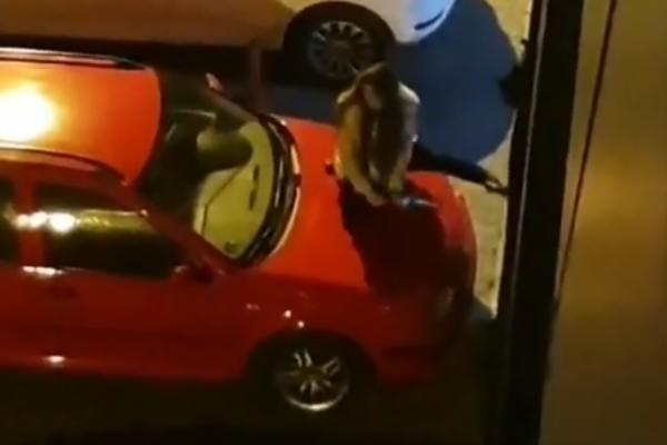 LJUDI U NOVOM SADU SNIMILI HIT SCENU: Sve se dešavalo na haubi crvenog karavana (VIDEO)