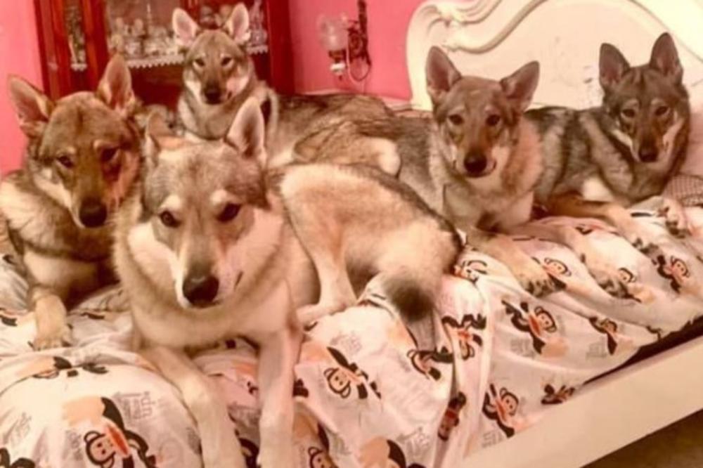 PENZIONERKA ŽIVELA SA 5 ČEHOSLOVAČKIH VUČJAKA: Njena ĆERKA ju je pronašla RASKOMADANU!