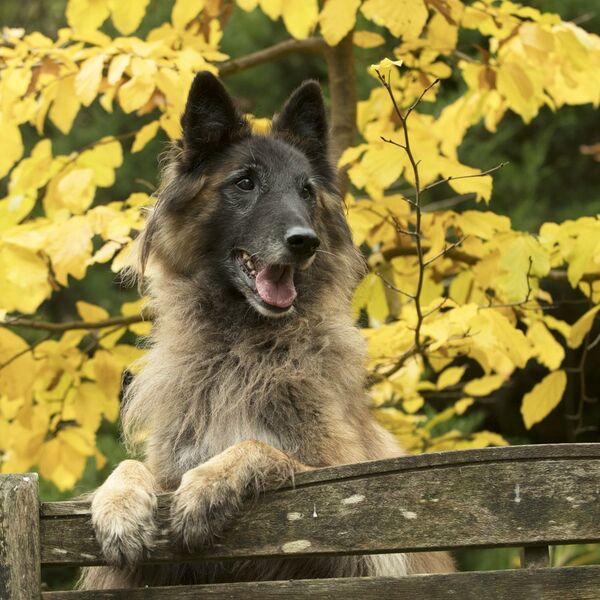PAS KOJI UME DA NANJUŠI KORONU: Razlikuje ZDRAVE od ZARAŽENIH ljudi i to po MASKAMA! (VIDEO)