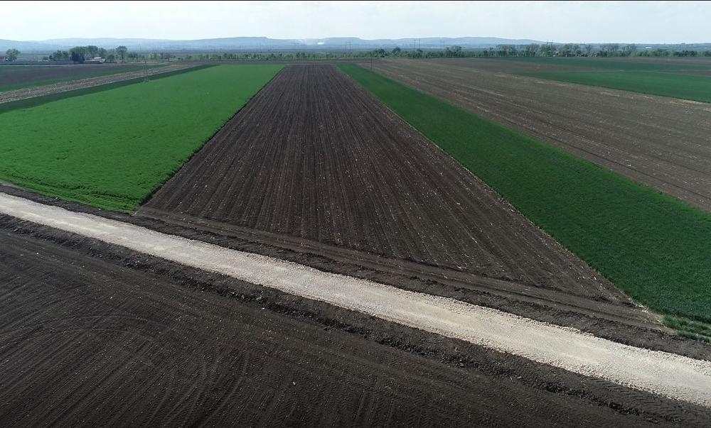 Pančevo, Vetrozaštitni pojas