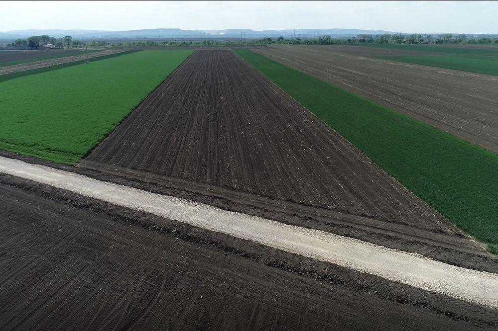 NEMA MESTA U PANČEVU KOJE NIJE POKRIVENO VETROZAŠTITNIM POJASEVIMA: Za pet godina posađeno oko 40.000 SADNICA!