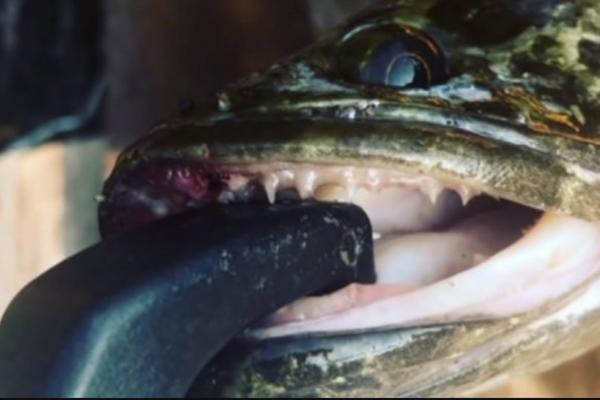 ZMIJOGLAVA RIBA ŽIVI NA KOPNU I VEOMA JE OPASNA ZA LJUDE: Ako je vidite, OBAVEZNO JE UBIJTE inače će biti KASNO!