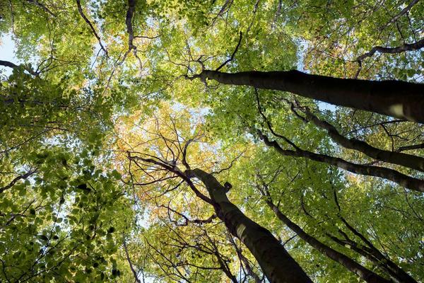 Unesko: Srpske šume su svetska baština!