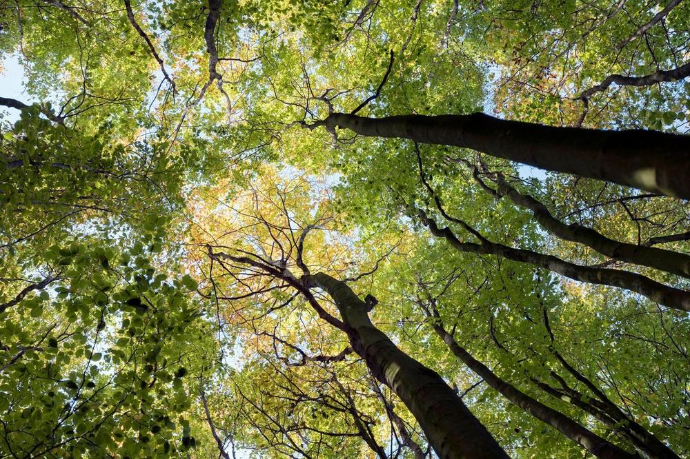 Unesko: Srpske šume su svetska baština!