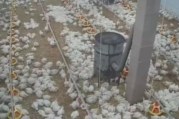 Snimak sa nadzorne kamere otkrio UŽAS: Hrvat ostao u šoku kada je video šta životinje rade (VIDEO)