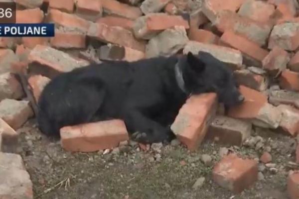 TUŽNIJE NE MOŽE DA BUDE, MUČENI PAS ČUVA KUĆU U MAJSKIM POLJANAMA: Leži i ne pušta RUŠEVINE! (FOTO)