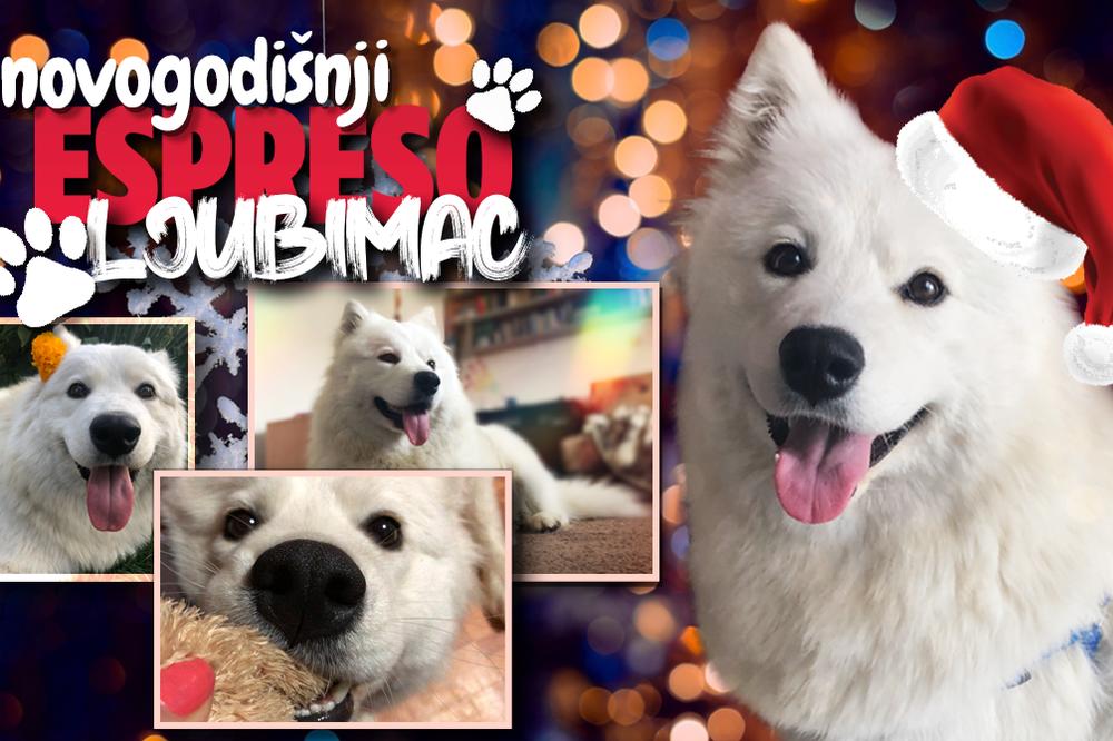 NOVU GODINU DOČEKUJEM U KRUGU PORODICE: Samojed Zoi vam čestita praznike i šalje VAŽNU PORUKU! (FOTO)