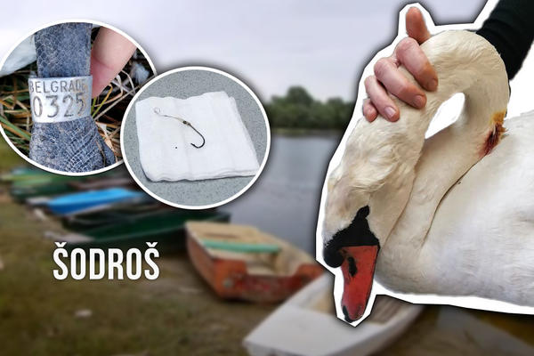 STARI LABUD JE ZBOG PETARDI UDARIO U ŽICE DALEKOVODA, NESREĆNIK JE IMAO UDICU U VRATU: Mislite o tome dok SLAVITE!