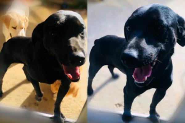 RIKI JE CRN, I ZATO GA NIKO NEĆE! Voli decu i maženje do besvesti, može li neko da mu pruži dom? (FOTO)