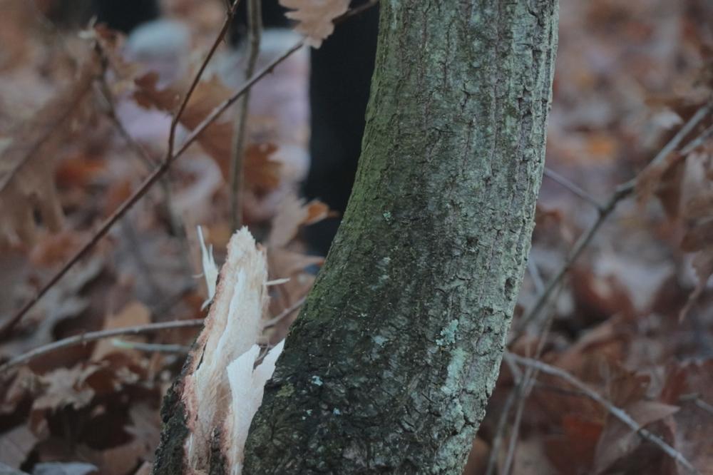 NARODNA METEOROLOŠKA PREDVIĐANJA! Veruje se da kakvo vreme bude na Badnji dan takva će biti GODINA, a OVO nas čeka!