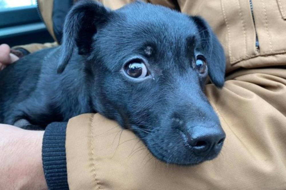 ŠTENE KOJE JE PREŽIVELO STRAVIČAN UDARAC NOGOM U GLAVU JE UDOMLJENO! Dato mu je i ime koje ODGOVARA OVOM DANU!