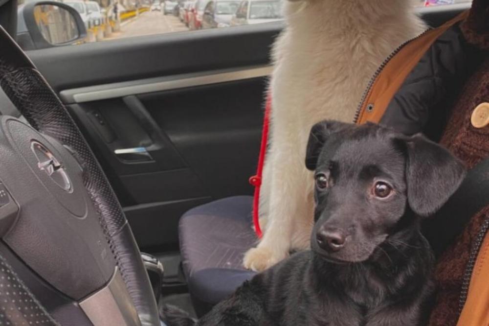 POD KOJIM USLOVIMA PSI MOGU DA UĐU GRADSKI AUTOBUS: Da li je dilema konačno rešena?