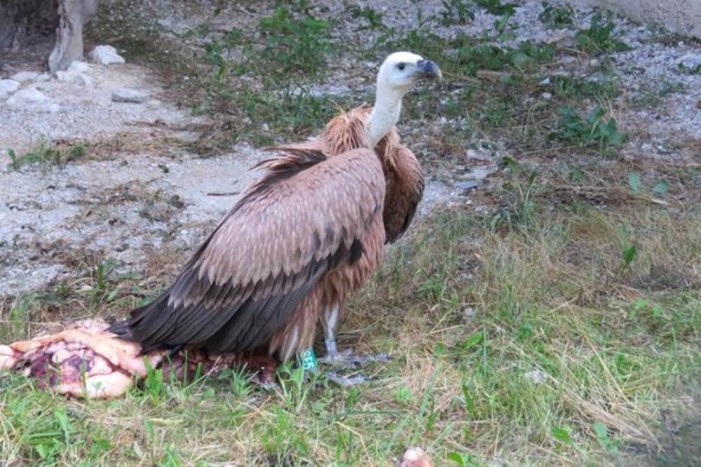 Nebojša, Fondacija za zaštitu ptica grabljivica