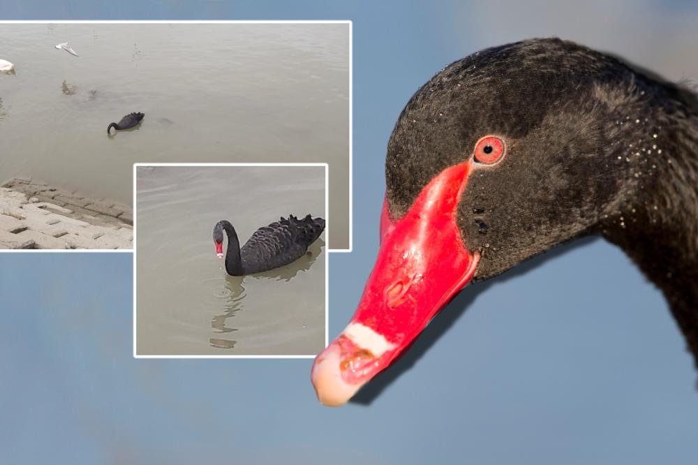 CRNI LABUDOVI SVUDA PO BEOGRADU! Ovaj je snimljen na DORĆOLSKOM KEJU, a onda su se javili i ZEMUNCI... (VIDEO)
