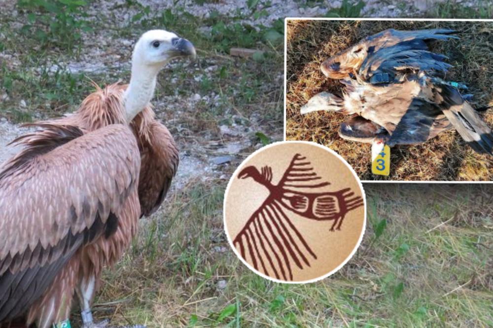 NEBOJŠA JE PUŠTEN S UVCA, I SIGNAL MU JE NESTAO NAKON MEĆAVE NA PEŠTERU: Sada su stigle nagore moguće vesti! (FOTO)