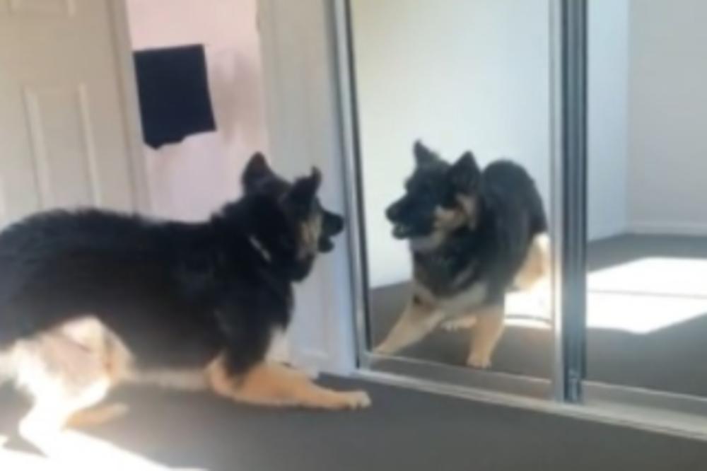 HIT: Pas se posvađao sa odrazom u ogledalu, plakaćete od smeha! (VIDEO)