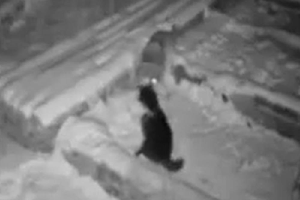 STRAŠAN SNIMAK ŠIRI SE BALKANOM: Gladan vuk ZAKLAO velikog psa i odvukao ga u ŠUMU (UZNEMIRUJUĆI VIDEO)