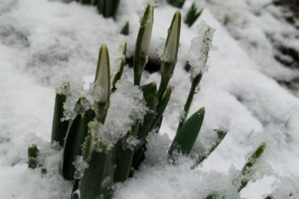DELOVI SRBIJE ODSEČENI OD SVETA ZBOG SNEGA: U međuvremeni, ovo se dešava u Topoli, PRIRODA SE ZBUNILA (FOTO)