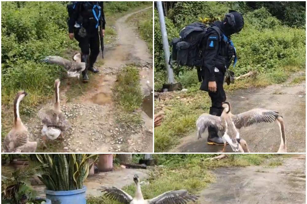 GUSKE HRABRIJE OD PUŠKI: POGLEDAJTE kako su ove životinje IZDOMINIRALE! (VIDEO)
