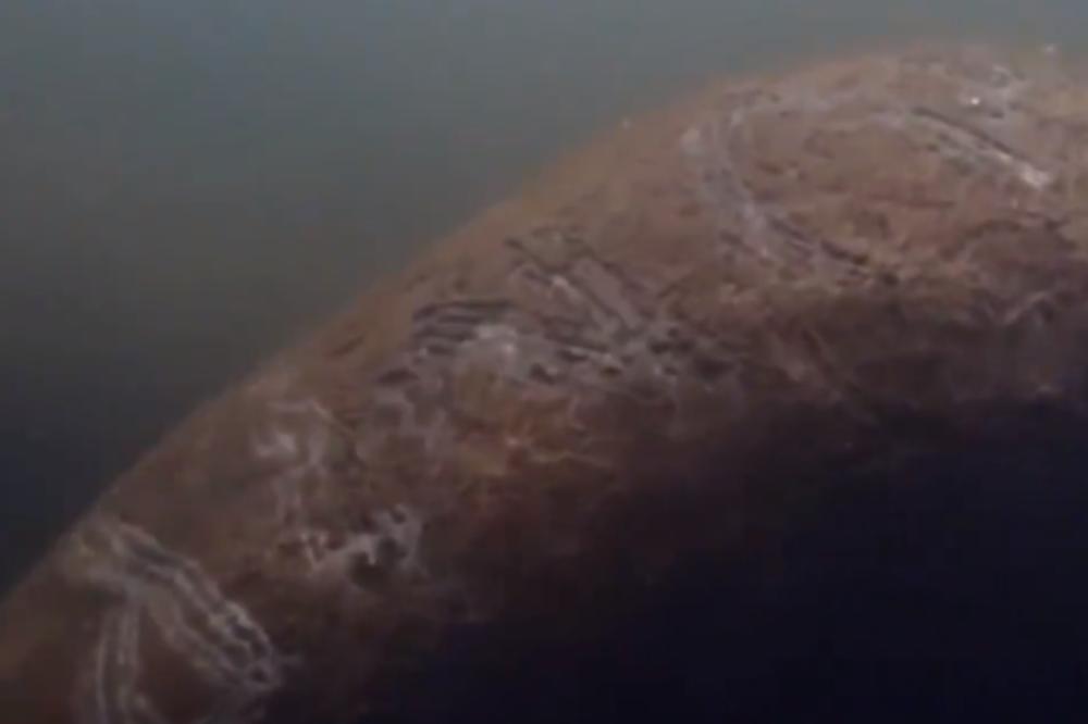 NEČUVENO, MORSKOJ KRAVI NA LEĐIMA ISPISALI "TRAMP": Pa kome je ovo palo na pamet??? (VIDEO)