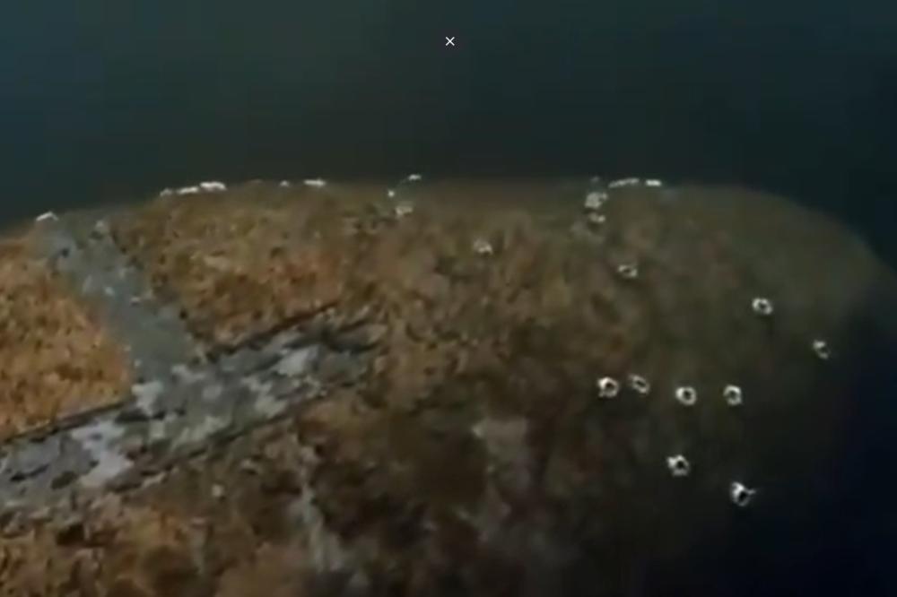 NEMOGUĆE, SNIMLJENA MORSKA ZVER SA TRAMPOVIM ZNAKOM NA SEBI: Amerika ostala u šoku, ŠTA OVO ZNAČI!? (VIDEO)