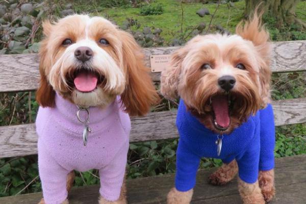 SLUŠAJTE SVOG LJUBIMCA: Ovo su načini kako PSI komuniciraju sa VAMA!