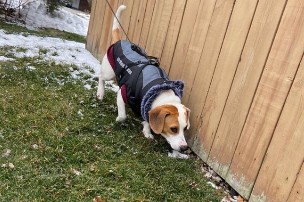 DEČAK ZAPALIO INTERNET! OČITAO BUKVICU VLASNICIMA KOJI NE ČISTE ZA PSIMA: "Skloni kaku svog psa, PRLJAVA ŽIVOTINJO"